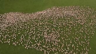 [航拍]大规模羊群放牧过程